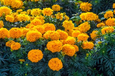 birçok marigolds küçük çiçekler