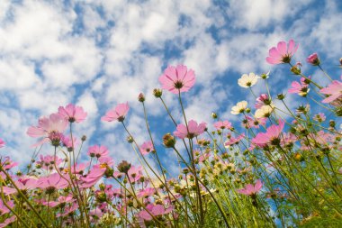 Cosmos çiçekler, görüntülemek aşağıdan gökyüzüne doğru