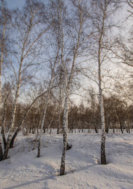 huş ağacı ormanda kış doğa manzarası
