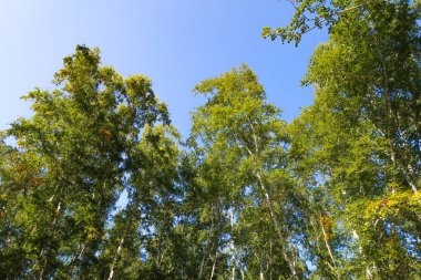orman manzaralı aşağıdan gökyüzüne huş ağacı