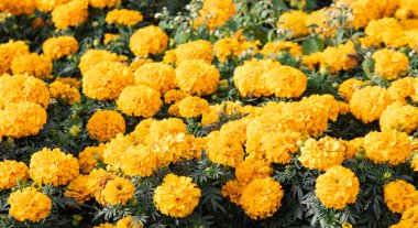 birçok marigolds küçük çiçekler