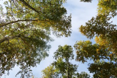 huş ağacı orman manzaralı gökyüzüne Sonbahar Doğa