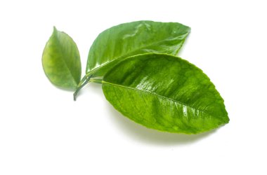 Beyaz arkaplanda yeşil yaprak