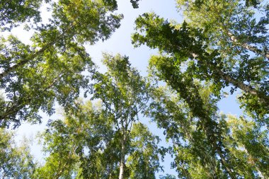 orman manzaralı aşağıdan gökyüzüne huş ağacı