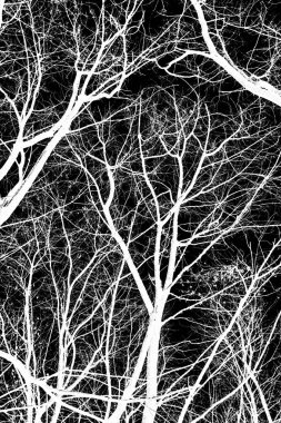 ağaç dalları siluet siyah arka plan üzerine beyaz