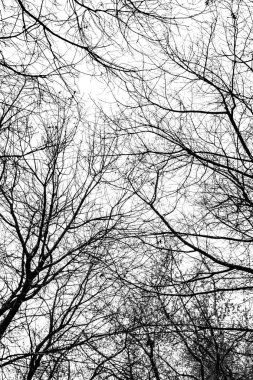 Beyaz arkaplanda ağaç dalları silueti