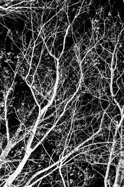 ağaç dalları siluet siyah arka plan üzerine beyaz