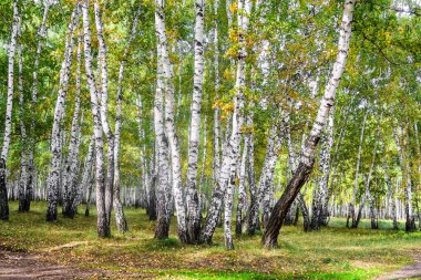 Sarı huş ağacı orman, geç sonbahar doğa manzara
