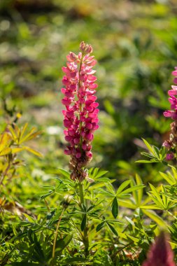 Lupinus çiçek yeşil yeşillik doğa ile parlak