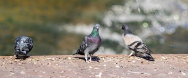 yabani güvercin doğa şehir