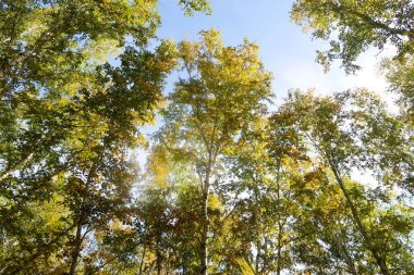 huş ağacı orman manzaralı gökyüzüne Sonbahar Doğa
