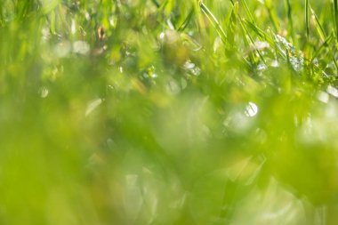 yeşil çim bokeh arka plan bulanık