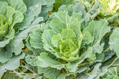 closeup süs lahana bitki