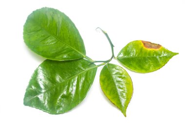 Beyaz arkaplanda yeşil yaprak