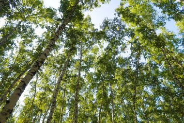orman manzaralı aşağıdan gökyüzüne huş ağacı