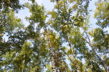 huş ağacı orman manzaralı gökyüzüne Sonbahar Doğa