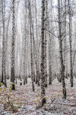 sonbahar manzara bir huş ormandaki ilk kar