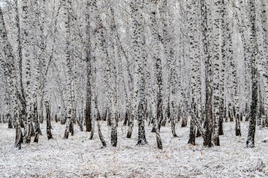 İlk kar huş ağacı orman manzara kış