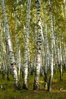 Sarı huş ağacı orman, geç sonbahar doğa manzara