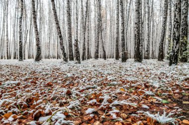 sonbahar manzara bir huş ormandaki ilk kar