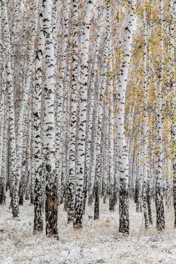 İlk kar huş ağacı orman manzara kış