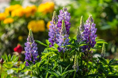 Lupinus çiçek yeşil yeşillik doğa ile parlak