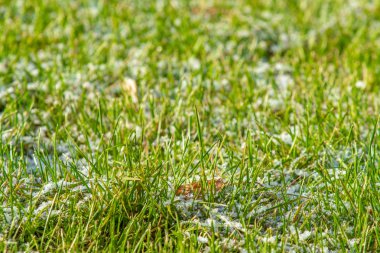 yeşil çim kar arka plan bokeh bulanık