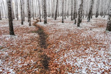 Kış ormanı boyunca yol