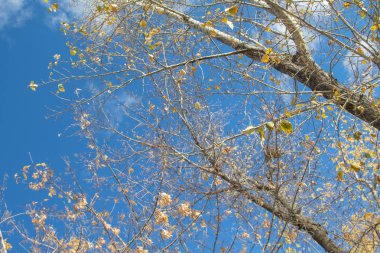 Sonbahar ağaç dalları göğe görüntüle