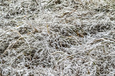 kar uzun boylu yeşil çim