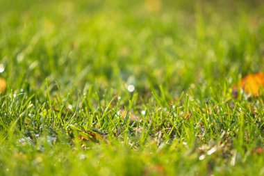 yeşil çim bokeh arka plan bulanık