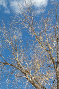 Sonbahar ağaç dalları göğe görüntüle