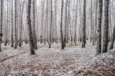 sonbahar manzara bir huş ormandaki ilk kar
