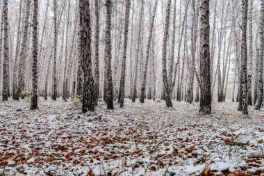 sonbahar manzara bir huş ormandaki ilk kar