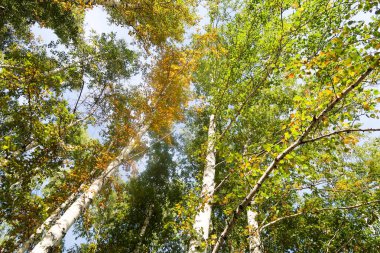huş ağacı orman manzaralı gökyüzüne Sonbahar Doğa