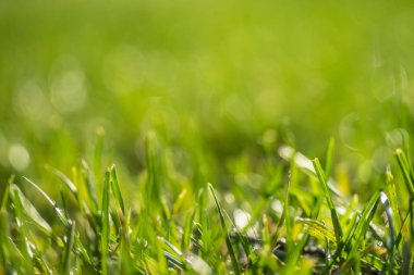 yeşil çim bokeh arka plan bulanık