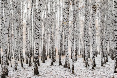 İlk kar huş ağacı orman manzara kış