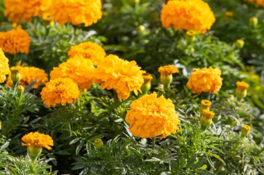 birçok marigolds küçük çiçekler