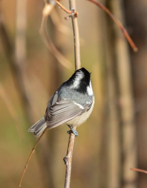 bir ağaç sonbahar üzerinde kuş kiraz kuşu