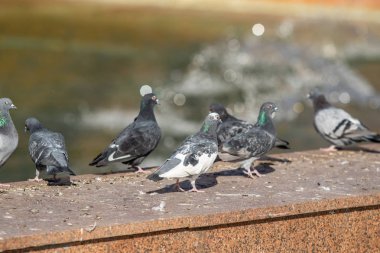 yabani güvercin doğa şehir