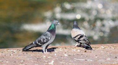 yabani güvercin doğa şehir