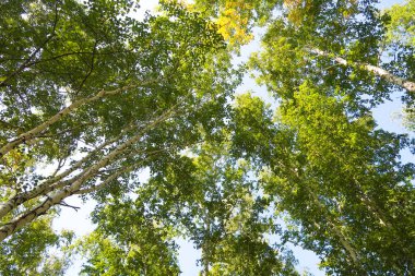 orman manzaralı aşağıdan gökyüzüne huş ağacı