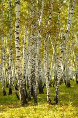Sarı huş ağacı orman, geç sonbahar doğa manzara