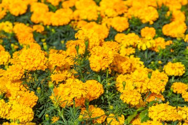 birçok marigolds küçük çiçekler