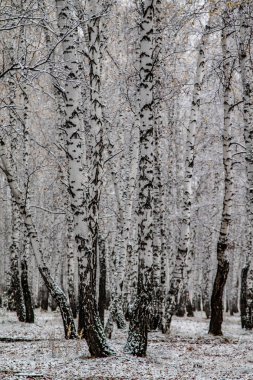 İlk kar huş ağacı orman manzara kış