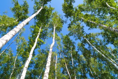 orman manzaralı aşağıdan gökyüzüne huş ağacı