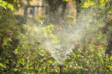 defocused, bulanık su, bokeh doğa damla