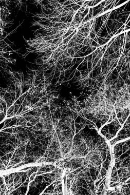 ağaç dalları siluet siyah arka plan üzerine beyaz