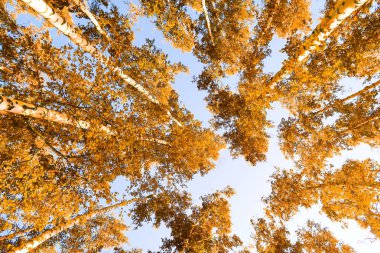 gökyüzü sonbahar arka planı sarı huş ağacı yaprakları