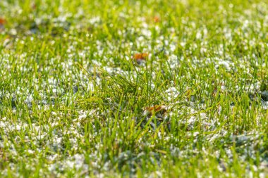 yeşil çim kar arka plan bokeh bulanık